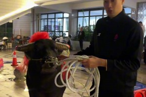 😏兄弟们，又又又拿冠军了！