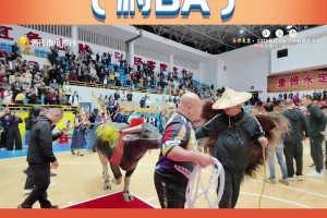 再牵一牛！田洋冠军牛有伴了！